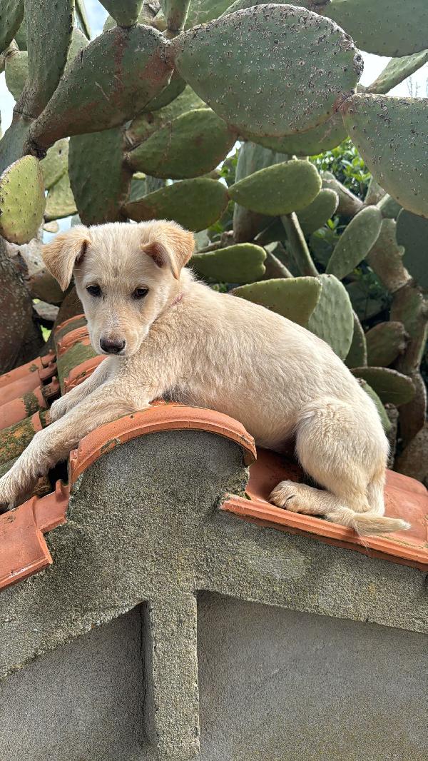 Norah meravigliosa cucciola cerca casa  Foto 7